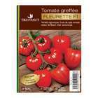Plant de tomate 'Fleurette' F1 greffée : pot de 1 litre